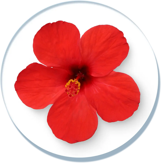 Hibiscus Extract